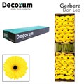 Гербера-Gerbera-Gr Doos Don Leo-45cm 2337f0b7-bfa4-11ec-0a80-0b4c0006a964