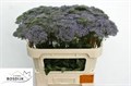 Трахелиум-Trachelium-Corine Blue-70cm 233b5823-88ba-11f0-0a80-01020010d473