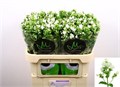 Флокс-Phlox-P Icecap--70cm 2348948f-bfa5-11ec-0a80-0b4c00079fff