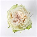 Роза-Rosa-Country Secret-50cm--FE 2356c940-bfa9-11ec-0a80-0b4c000b218d