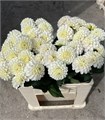 Георгин-Dahlia-White Ballet-60cm 236a4f76-bfa4-11ec-0a80-0b4c0006a998