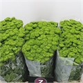 Хризантема сант-Chrysant sant-Country-55cm-110gr 2372a8b4-bfa6-11ec-0a80-0b4c000885f8