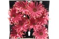 Гербера-Gerbera-Gr Pasta Toscana Diamond-50cm 237c1417-bfa4-11ec-0a80-0b4c0006a9aa