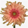 Гербера-Gerbera-Gr Pasta Rosata Diamond-50cm 2384c4d7-bfa4-11ec-0a80-0b4c0006a9b3