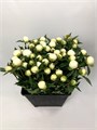 Пион-Peony-White Duchessa-60cm--CE 2391f6bb-3748-11f0-0a80-17140001531d