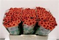 Хризантема сант-Chrysant sant-Aaa Edvaldo-55cm-120gr 239c4e09-bfa6-11ec-0a80-0b4c0008861f