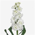 Маттиола-Matthiola-White-70cm-AO 23a45212-e566-11ef-0a80-18520010df6f