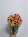 Тюльпан пион Художник (Краснодар) 0313349c-c065-11ec-0a80-028b000f9c8b