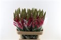 Антирринум-Antirrhinum-Poto Cher Rose-80cm 23ca1410-370e-11ed-0a80-08410049106b