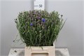 Василек-Centau-Cyanus--50cm 23dbe285-370e-11ed-0a80-08410049106e