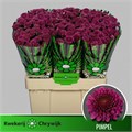 Хризантема сант-Chrysant sant-Aaa Pimpel-55cm-100gr 23e262fe-bfa6-11ec-0a80-0b4c00088662