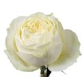 Роза-Rosa-Cold Play-60cm-Uu 23e6b68c-39da-11ef-0a80-064d0021bf34