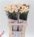 Гвоздика ст-Dianthus st-Apple Tea-65cm 03336c3d-bfa4-11ec-0a80-0b4c00068cab