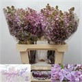 Сирень-Syringia-V Romance-50cm 2400a994-c55b-11ec-0a80-098a00097041