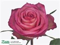 Роза-Rosa-Imagination-50cm-AG 240684db-cb51-11ee-0a80-027f00180dc6