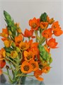 Орнитогалум-Ornitogalum-Db Volcan Blus-55cm 2412d341-c55b-11ec-0a80-098a0009704b