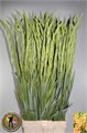 Гладиолус Gr-Gladiolus Gr Avicii-120cm-60gr 2417c635-370e-11ed-0a80-084100491074