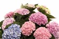 Гортензия-Hydrangea-Magical Revolution Pastel-65cm 241e4e0c-370e-11ed-0a80-084100491077