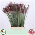 Нерине-Nerine-Co Mr John-70cm 2430d771-370e-11ed-0a80-08410049107a
