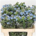 Оксипеталум-Oxypetalum-Co Tan Pure Blue 60 Cm-60cm 2437896e-370e-11ed-0a80-08410049107d