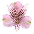 Альстромерия-Alstroemeria-Elegance--70cm-QA 24423bd0-d9ee-11ed-0a80-05c4000cf5b4