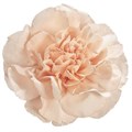 Гвоздика ст-Dianthus st-Lizzy-70cm 245571f9-c55b-11ec-0a80-098a00097053