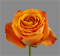 Роза-Rosa-Nexus-60cm-QA 2455d408-6aa0-11ed-0a80-09950001fb45