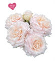 Роза куст-Rosa sp-Wedding Rosever-50cm-CN 245704bf-925f-11ed-0a80-08df0012830d