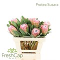 Протея-Protea-Susara-60cm 033f1d5a-bfa5-11ec-0a80-0b4c000781f6