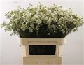 Ваксфлауэр-Chamelacium-Un Jupite Moon-70cm-70gr 246a743e-c55b-11ec-0a80-098a00097056