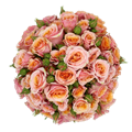 Роза куст-Rosa sp-Baby Rosever-60cm-NR 24730a95-925f-11ed-0a80-08df00128319