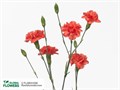 Гвоздика куст SE-Dianthus sp SE-Romany-FC-vn 24738796-cc9b-11ee-0a80-07090006b8d1