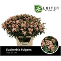 Эуфорбия-Euphorbia-F T Pink Baron--80cm 247a8432-bfa5-11ec-0a80-0b4c0007a10f