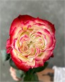 Роза-Rosa-Apple Jack-50cm-TA 247b4c84-318c-11f0-0a80-14d800241a80