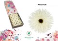 Гербера-Gerbera-Gr Gersp Doos Phantom-45cm 247d7eda-bfa4-11ec-0a80-0b4c0006aaae