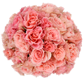 Роза куст-Rosa sp-Constellation-60cm-NR 248180ce-925f-11ed-0a80-08df00128323