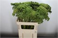 Амми-Ammi-Vis Green Mist-55cm 2484e0c2-1972-11ee-0a80-0b1a007760a7