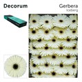 Гербера-Gerbera-Gr Iceberg Doos-45cm 24862343-bfa4-11ec-0a80-0b4c0006aab7