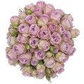 Роза куст-Rosa sp-Conzumel-60cm-NR 248880a2-925f-11ed-0a80-08df00128328