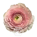 Ранункулус-Ranunculus-Cloni Favola-55cm-TA 248ce4a9-318c-11f0-0a80-14d800241aa1