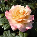 Роза-Rosa-Aquarell-50cm-CN 2493ffd5-c58e-11ee-0a80-036400213ea1