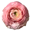 Ранункулус-Ranunculus-Cloni Success Blush-60cm-TA 249471d9-318c-11f0-0a80-14d800241aab