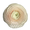 Ранункулус-Ranunculus-Cloni Success Hanoi-60cm-TA 249790f5-318c-11f0-0a80-14d800241ab0