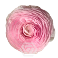 Ранункулус-Ranunculus-Cloni Success Lady-55cm-TA 249a3e35-318c-11f0-0a80-14d800241ab3