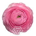 Ранункулус-Ranunculus-Eleg Rosa Chiaro-55cm-TA 24a06545-318c-11f0-0a80-14d800241abc