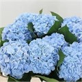 Гортензия-Hydrangea-M Verena Bl-60cm 24a53f94-370e-11ed-0a80-084100491086