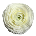Ранункулус-Ranunculus-Eleg Rosa Bianco-60cm-TA 24a63a38-318c-11f0-0a80-14d800241ad0