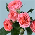 Роза куст-Rosa sp-Fibonacci Nautilus-60cm-EA 03502564-c015-11ee-0a80-11ac0009ae84