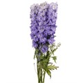 Дельфиниум-Delphinium-Du Dew Impress-80cm 24b251f2-1972-11ee-0a80-0b1a007760b2