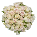 Роза куст-Rosa sp-Soft Pink Folies-60cm-NR 24b7ea30-925f-11ed-0a80-08df0012834d